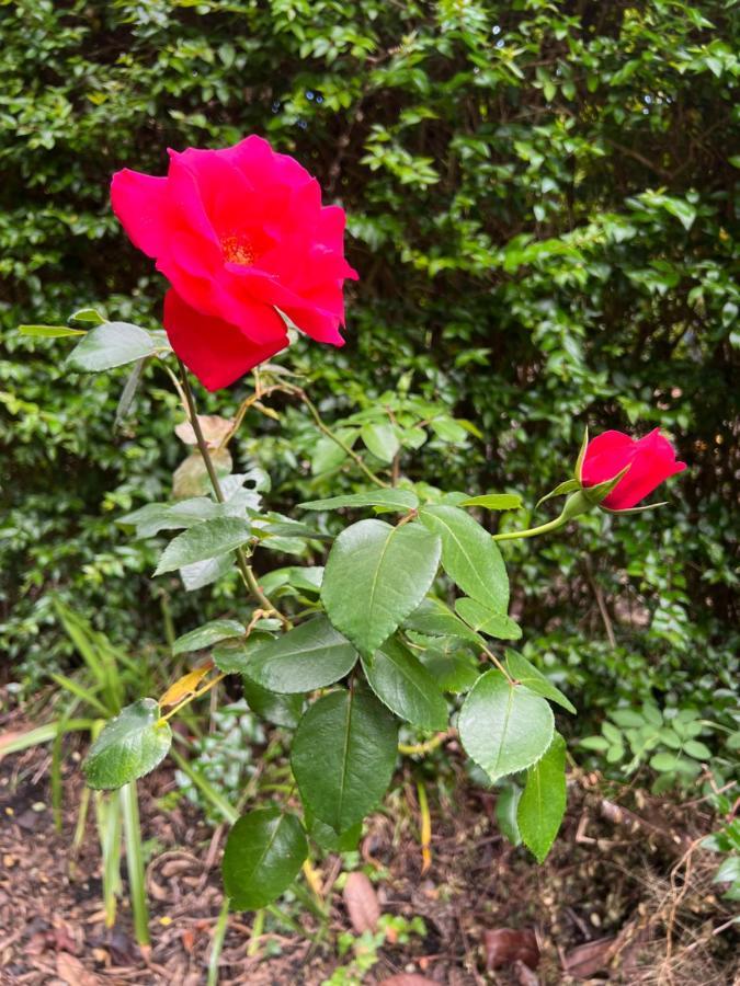 Rosa Do Canto Monte  Extérieur photo